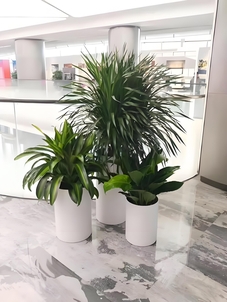 奉化花木出租价格究竟多少？快来看！